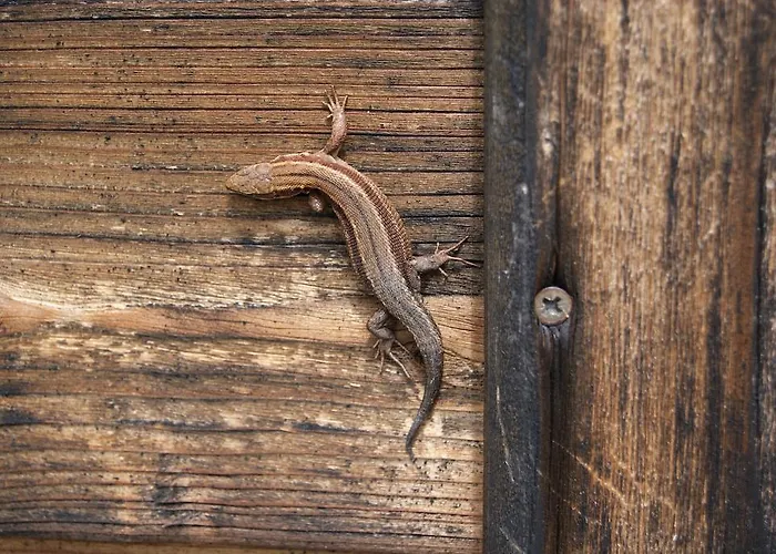 Séjour à la ferme Grundnerhof